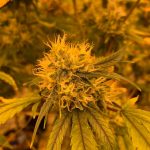 La Science Derrière l’Euphorie du Cannabis: Une Exploration des Effets sur le Corps et l’Esprit